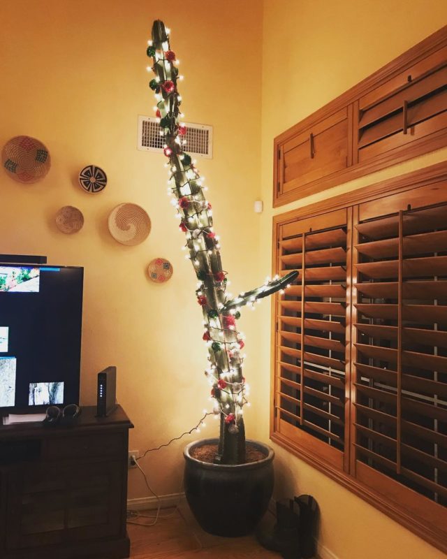 FOTO: Renee Young al posto dell’albero di Natale ha addobbato un… cactus?